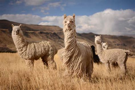  Alpaca: Explorando las Características de una Fibra Natural Lujosa para la Industria Textil!