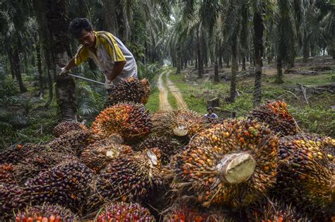  ¡Grasa de Palma: Un Tesoro Tropical para Productos Alimenticios y Biocombustibles!